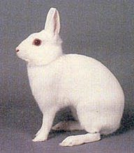 rabbit_polish.jpg