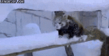 1234.gif