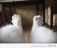 cat-saturday-23.jpg