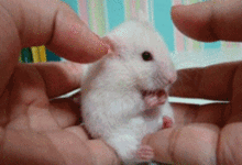 37530.gif