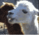 7cb9d37e_4c5c_de86.gif