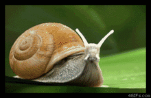 1cbwl.gif