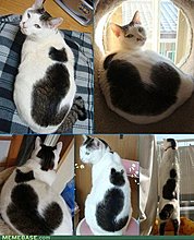 memes-cat-within-cat-catception.jpg