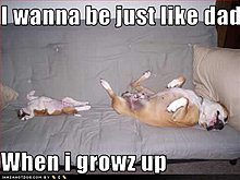 funny-dog-pictures-like-dad.jpg