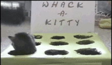 1081.gif
