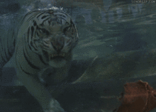 underwatertigerp1.gif