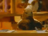 08c72319-fb91-4660-88f2-fb2d59e39a26.gif