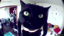 normans-cat.gif