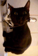 cute_and_funny_04.gif
