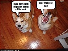 funny-dog-pictures-dogs-ask-treats.jpg