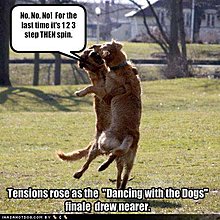 funny-dog-pictures-dogs-rehearse-their-dance.jpg