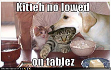 funny-dog-pictures-kitty-not-allowed-table.jpg
