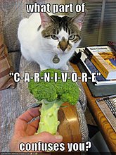 funny-pictures-angry-cat-wonders-what-part-carnivore-confuses-you.jpg