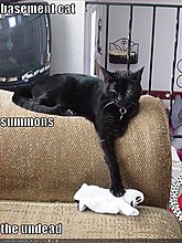 funny-pictures-basement-cat-summons-undead.jpg