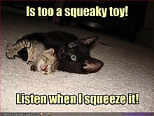 funny-pictures-cat-has-strange-squeaky-toy.jpg