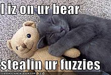 funny-pictures-cat-sleeps-your-teddy-bear.jpg