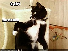 funny-pictures-cat-tells-you-kiss-his-bottom.jpg