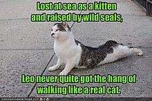 funny-pictures-cat-raised-seals.jpg