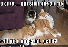funny-pictures-cat-will-neuter-your-dog-if-he-steps-her.jpg