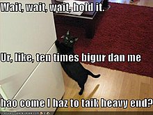 funny-pictures-cat-wonders-why-he-has-hold-heavy-end.jpg
