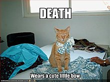 funny-pictures-death-wears-cute-little-bow.jpg