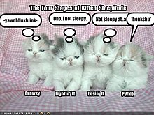 funny-pictures-four-stages-sleeping-kittens.jpg
