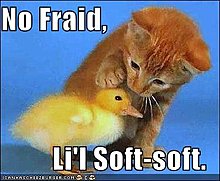 funny-pictures-kitten-comforts-chick.jpg