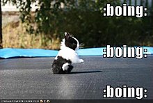 funny-pictures-little-rabbit-bounces-up-down1.jpg