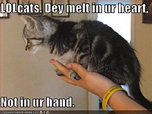 funny-pictures-lolcats-melt-your-mouth-not-your-hand.jpg