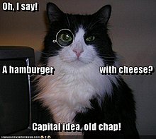 funny-pictures-monacle-cat-orders-burger.jpg