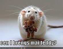 funny-pictures-mouse-asks-if-he-can-bring-his-teddy.jpg