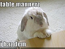 funny-pictures-rabbit-has-good-table-manners.jpg