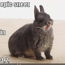 funny-pictures-rabbit-about-have-epic-sneeze.jpg