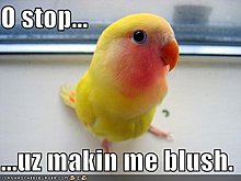 funny-pictures-you-making-little-bird-blush.jpg