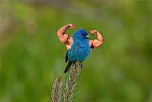 big-arms-birds.jpg