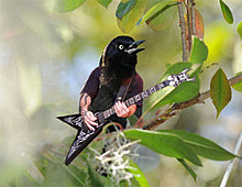 guitar-bird.jpg