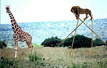 lion_giraffe.jpg