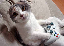 gamer-cat.jpg