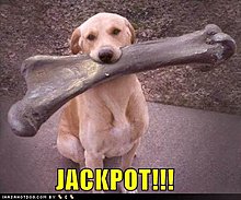 funny-dog-pictures-jackpot.jpg