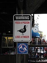 pigeon-amagill-pic.jpg