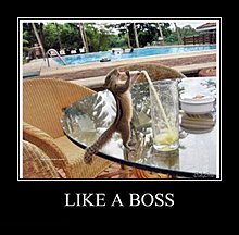boss.jpg