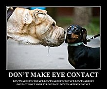 dont_make_eye_contact.jpg