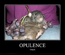 opulence.jpg