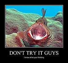 try.jpg