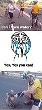 koala.jpg