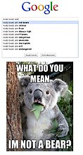 koala2.jpg