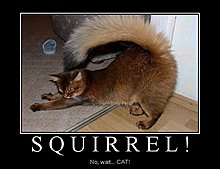 demotivational_cat.jpg