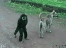 animated.gif