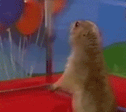groundhog.gif
