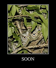 soon.jpg